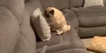 The Dog Took Out His Anger On The Cushion After Boxing, Seeing The Dogs Advance, People Said – Little Rocky Balboa – कभी देखा है बॉक्सिंग करता हुआ कुत्ता, डॉगी का अग्रेशन देख लोग बोले