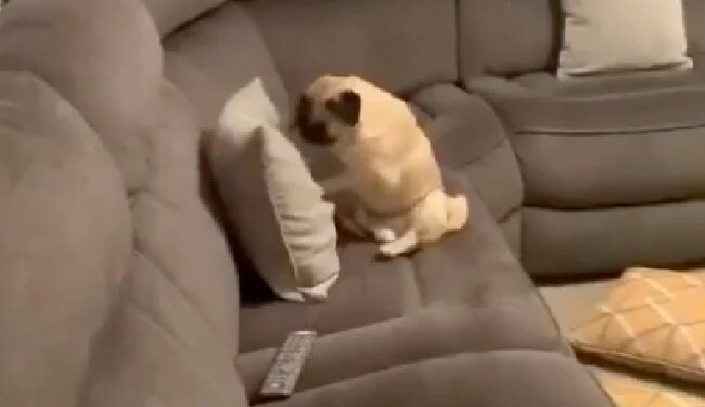 The Dog Took Out His Anger On The Cushion After Boxing, Seeing The Dogs Advance, People Said – Little Rocky Balboa – कभी देखा है बॉक्सिंग करता हुआ कुत्ता, डॉगी का अग्रेशन देख लोग बोले