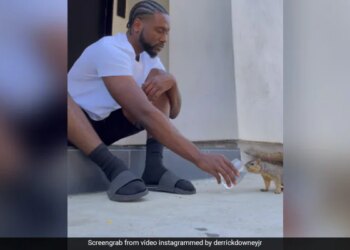 Man Talks To Squirrels Feeds With His Hands Always Keeps Them Like A Child Internet Loves It See Cute Viral Video – गिलहरियों से बातें करता है ये शख्स, अपने हाथों से खिलाता है खाना, बच्चे की तरह हमेशा रखता है साथ