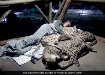 Man Puts Full Trust In 3 Cheetah And Sleeps With Them To Know Their Sleep Pattern Old Video Viral On Social Media