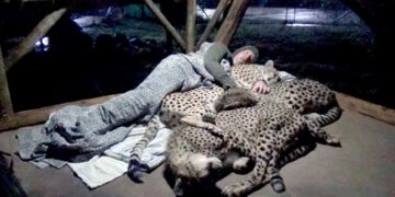 Man Puts Full Trust In 3 Cheetah And Sleeps With Them To Know Their Sleep Pattern Old Video Viral On Social Media