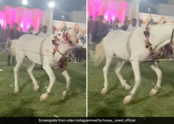 Horse Started Dancing On Dhol Beat In The Procession Internet Shocked To See This Viral Video – कभी नहीं देखा होगा घोड़े का ऐसा डांस, ढोल की आवाज़ सुनते ही लगा झूमने, देखकर हैरान रह गए बाराती