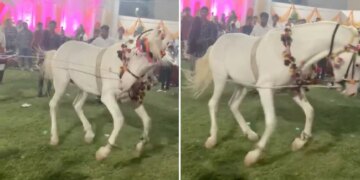 Horse Started Dancing On Dhol Beat In The Procession Internet Shocked To See This Viral Video – कभी नहीं देखा होगा घोड़े का ऐसा डांस, ढोल की आवाज़ सुनते ही लगा झूमने, देखकर हैरान रह गए बाराती