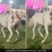 Horse Started Dancing On Dhol Beat In The Procession Internet Shocked To See This Viral Video – कभी नहीं देखा होगा घोड़े का ऐसा डांस, ढोल की आवाज़ सुनते ही लगा झूमने, देखकर हैरान रह गए बाराती