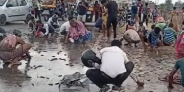 Truck Overturned Thereafter Loot Happened For Fishes Loaded On It In Gaya Bihar | People Looting Fish On The Road In Gaya Bihar