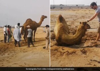Camel Stuck In Quicksand Rescued By 15 People Internet Loves It Said Hero Level Achieved Watch Viral Video