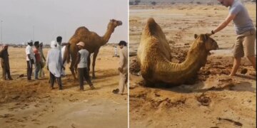 Camel Stuck In Quicksand Rescued By 15 People Internet Loves It Said Hero Level Achieved Watch Viral Video