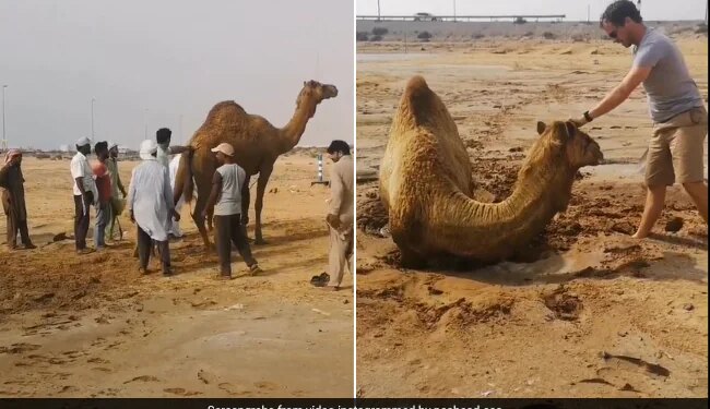 Camel Stuck In Quicksand Rescued By 15 People Internet Loves It Said Hero Level Achieved Watch Viral Video