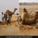 Camel Stuck In Quicksand Rescued By 15 People Internet Loves It Said Hero Level Achieved Watch Viral Video