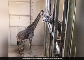 Giraffe Saw His Newborn Baby For The First Time Then Kissed His Mother Internet Loves It Old Video Goes Viral