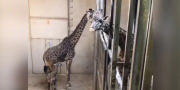 Giraffe Saw His Newborn Baby For The First Time Then Kissed His Mother Internet Loves It Old Video Goes Viral