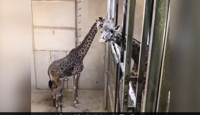 Giraffe Saw His Newborn Baby For The First Time Then Kissed His Mother Internet Loves It Old Video Goes Viral