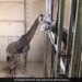 Giraffe Saw His Newborn Baby For The First Time Then Kissed His Mother Internet Loves It Old Video Goes Viral