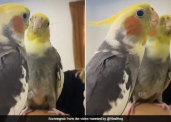 आइने के सामने म्यूजिक बजाकर अंग्रेजी गाना गाता है यह तोता, नहीं देखी होगी ऐसी जुगलबंदी