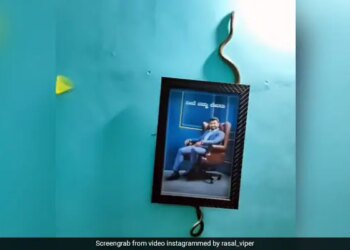 Venomous Snake Was Climbing On The Wall Of The House Internet Shocked To See This Hair Raising Shocking Video