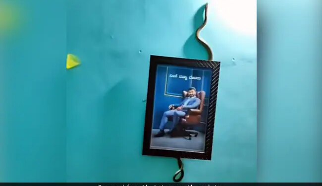 Venomous Snake Was Climbing On The Wall Of The House Internet Shocked To See This Hair Raising Shocking Video