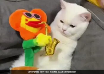 Video Of Sad Cat Not Reacting On Saxophone Sound