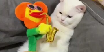 Video Of Sad Cat Not Reacting On Saxophone Sound