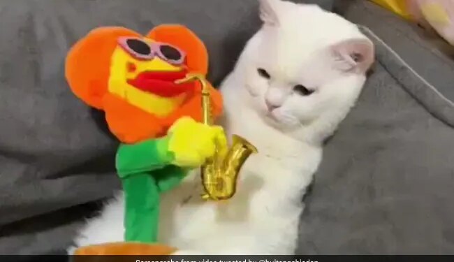 Video Of Sad Cat Not Reacting On Saxophone Sound
