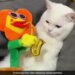 Video Of Sad Cat Not Reacting On Saxophone Sound