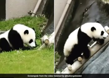Panda Was Climbing The Ladder Fell Down Again And Again Then Did Something Like This Internet Says So Cute Video