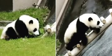 Panda Was Climbing The Ladder Fell Down Again And Again Then Did Something Like This Internet Says So Cute Video