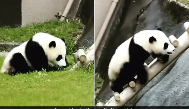 Panda Was Climbing The Ladder Fell Down Again And Again Then Did Something Like This Internet Says So Cute Video