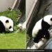 Panda Was Climbing The Ladder Fell Down Again And Again Then Did Something Like This Internet Says So Cute Video