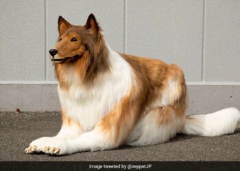 This Japanese Man Spend 12 Lakh Rs To Turn Into A Dog – Video : इस आदमी ने कुत्ता बनने के लिए खर्च कर दिए 12 लाख रुपए!