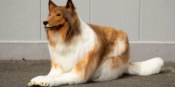 This Japanese Man Spend 12 Lakh Rs To Turn Into A Dog – Video : इस आदमी ने कुत्ता बनने के लिए खर्च कर दिए 12 लाख रुपए!