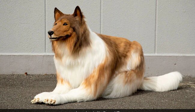 This Japanese Man Spend 12 Lakh Rs To Turn Into A Dog – Video : इस आदमी ने कुत्ता बनने के लिए खर्च कर दिए 12 लाख रुपए!