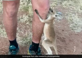 Not A Mother, But Remember To Live In Mothers Bag, This Video Of Kangaroo Baby Will Make You Emotional