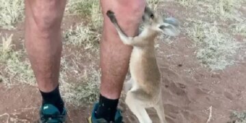 Not A Mother, But Remember To Live In Mothers Bag, This Video Of Kangaroo Baby Will Make You Emotional