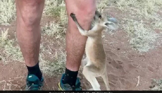 Not A Mother, But Remember To Live In Mothers Bag, This Video Of Kangaroo Baby Will Make You Emotional