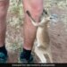 Not A Mother, But Remember To Live In Mothers Bag, This Video Of Kangaroo Baby Will Make You Emotional