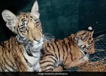 Villagers Throw Stones At Tiger Cubs In Madhya Pradesh Internet Got Upset See Viral Video – बाघ शावकों को पत्थरों से मार-मारकर गांववालों ने किया घायल, वायरल Video देख भड़के लोग, कहा