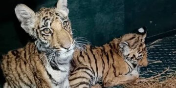 Villagers Throw Stones At Tiger Cubs In Madhya Pradesh Internet Got Upset See Viral Video – बाघ शावकों को पत्थरों से मार-मारकर गांववालों ने किया घायल, वायरल Video देख भड़के लोग, कहा