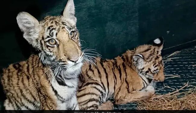 Villagers Throw Stones At Tiger Cubs In Madhya Pradesh Internet Got Upset See Viral Video – बाघ शावकों को पत्थरों से मार-मारकर गांववालों ने किया घायल, वायरल Video देख भड़के लोग, कहा