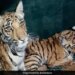 Villagers Throw Stones At Tiger Cubs In Madhya Pradesh Internet Got Upset See Viral Video – बाघ शावकों को पत्थरों से मार-मारकर गांववालों ने किया घायल, वायरल Video देख भड़के लोग, कहा