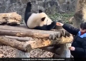 Panda Was Sleeping Zookeeper Woke Up For Breakfast Then Panda Doing This Funny Act Watch Cute Video – गहरी नींद में सोया था पांडा, जूकीपर ने नाश्ते के लिए जगाया, लेटकर ही खाने लगा गाजर-बिस्किट
