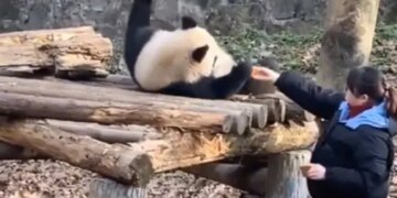 Panda Was Sleeping Zookeeper Woke Up For Breakfast Then Panda Doing This Funny Act Watch Cute Video – गहरी नींद में सोया था पांडा, जूकीपर ने नाश्ते के लिए जगाया, लेटकर ही खाने लगा गाजर-बिस्किट