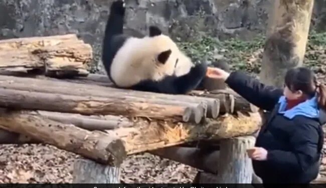 Panda Was Sleeping Zookeeper Woke Up For Breakfast Then Panda Doing This Funny Act Watch Cute Video – गहरी नींद में सोया था पांडा, जूकीपर ने नाश्ते के लिए जगाया, लेटकर ही खाने लगा गाजर-बिस्किट