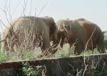 A Fierce Fight Took Place Between Two Elephants, Seeing The Gentlest Animal Of The Jungle Fighting, The Netizens Said, Dear Jumbo – Dont Fight Like Humans – दो हाथियों के बीच हुई जबरदस्त फाइट, वीडियो देख लोगों ने कहा