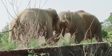 A Fierce Fight Took Place Between Two Elephants, Seeing The Gentlest Animal Of The Jungle Fighting, The Netizens Said, Dear Jumbo – Dont Fight Like Humans – दो हाथियों के बीच हुई जबरदस्त फाइट, वीडियो देख लोगों ने कहा