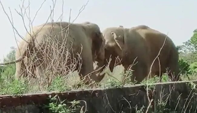 A Fierce Fight Took Place Between Two Elephants, Seeing The Gentlest Animal Of The Jungle Fighting, The Netizens Said, Dear Jumbo – Dont Fight Like Humans – दो हाथियों के बीच हुई जबरदस्त फाइट, वीडियो देख लोगों ने कहा