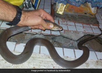 Venomous Spitting Cobra Found In Family Prayer Room In South Africa Then What Happened Next