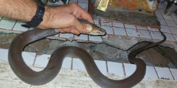 Venomous Spitting Cobra Found In Family Prayer Room In South Africa Then What Happened Next