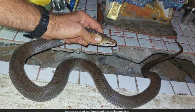Venomous Spitting Cobra Found In Family Prayer Room In South Africa Then What Happened Next