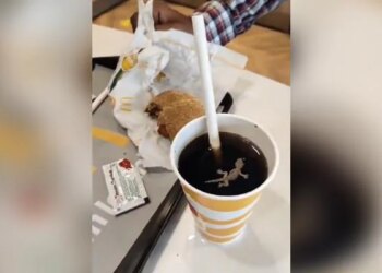 Dead Lizard Found In Cold Drink, Man Shared Video On Social Media