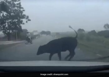 Cow Suddenly Collided With The Moving Car And Jumped In The Air Then What Happened Next See Viral Video